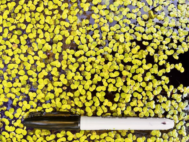 Giant Duckweed (Lemna gibba)